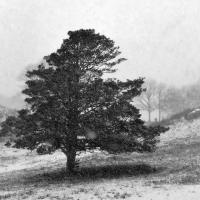 Snowy Pine by Michael Stimola