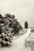 Snowy Trail, Nat's Farm by Michael Stimola