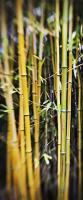Bamboo Light, West Tisbury by Michael Stimola