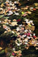 Autumn Abstract, Priester's Pond by Michael Stimola