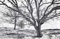 Gray Skies, Winter Trees by Michael Stimola