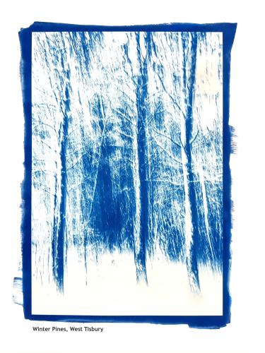 Winter Pines, West  Tisbury by Michael Stimola