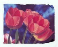 Four Tulips by Jhenn Watts