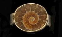 R-183 Fossil Ammonite Sterling Silver 14K Gold Ring by Kenneth Pillsworth